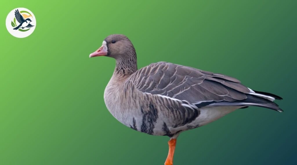 Goose