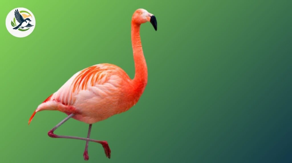 Greater Flamingo