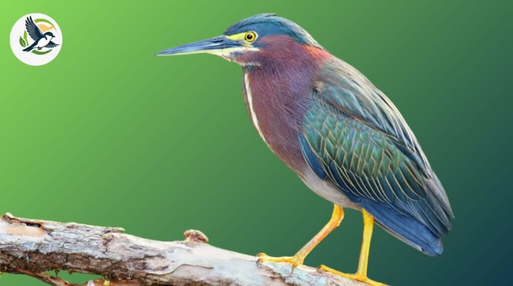 Heron