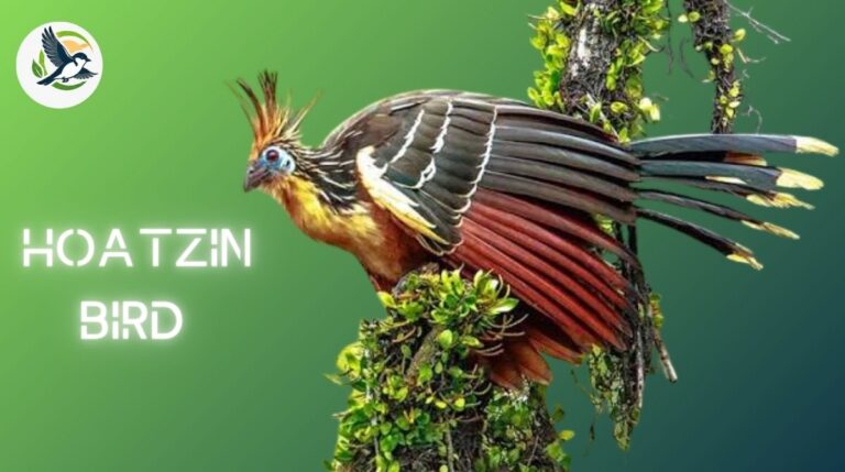 Hoatzin Bird
