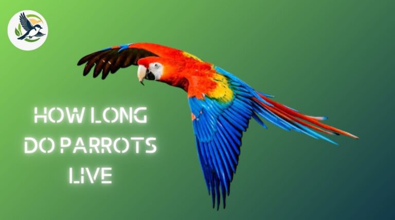 How Long Do Parrots Live
