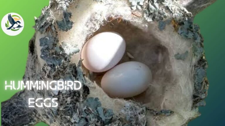 Hummingbird Eggs