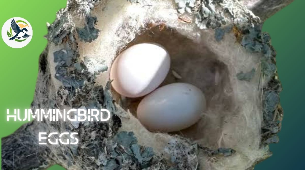 Hummingbird Eggs
