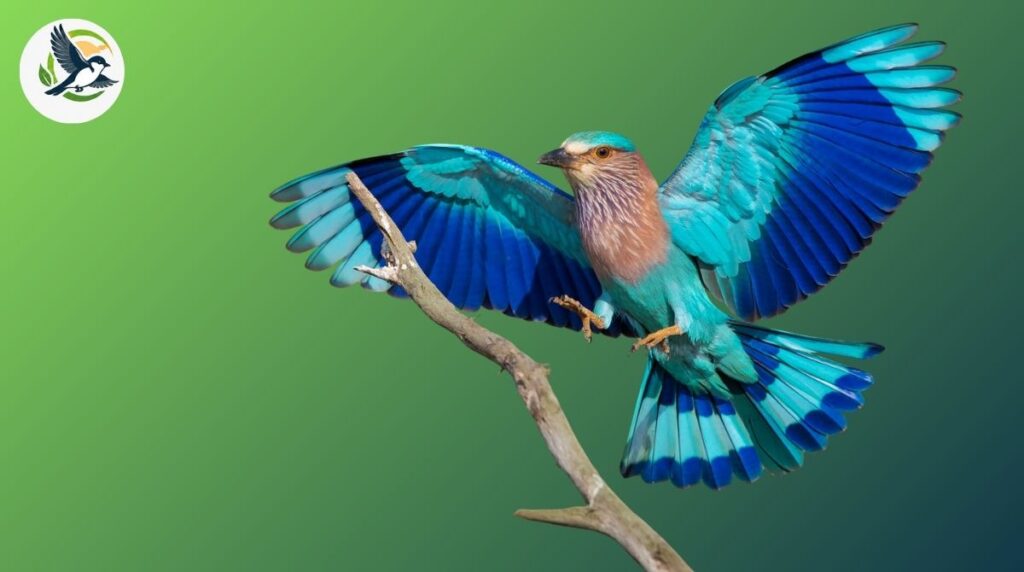 Indian Roller