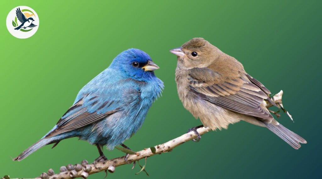 Indigo Bunting.