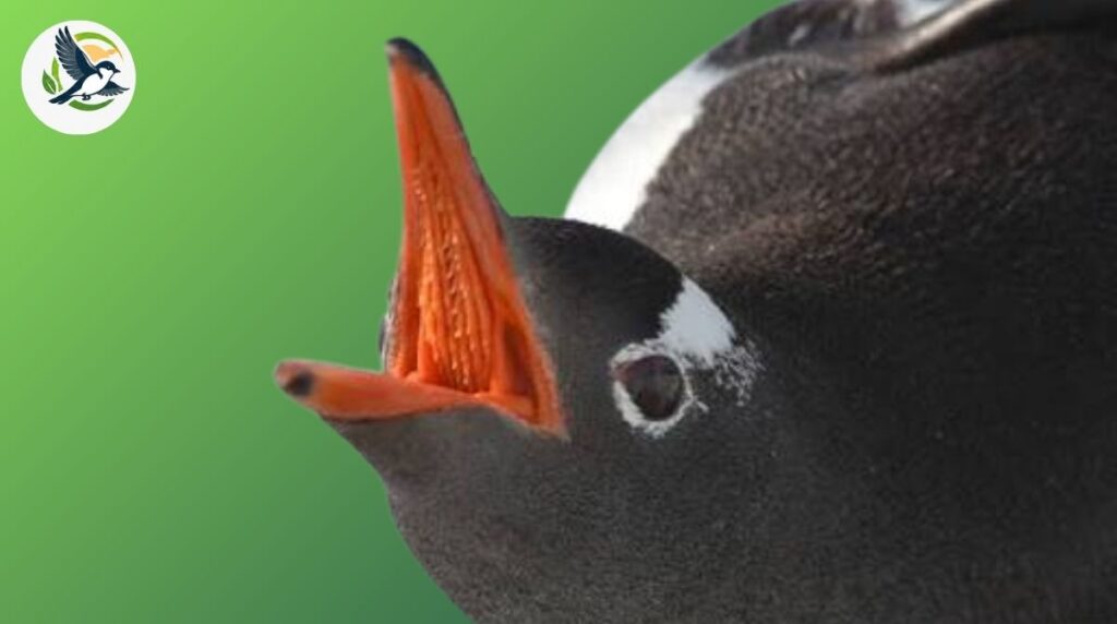 Inside a Penguin’s Mouth What Are Papillae