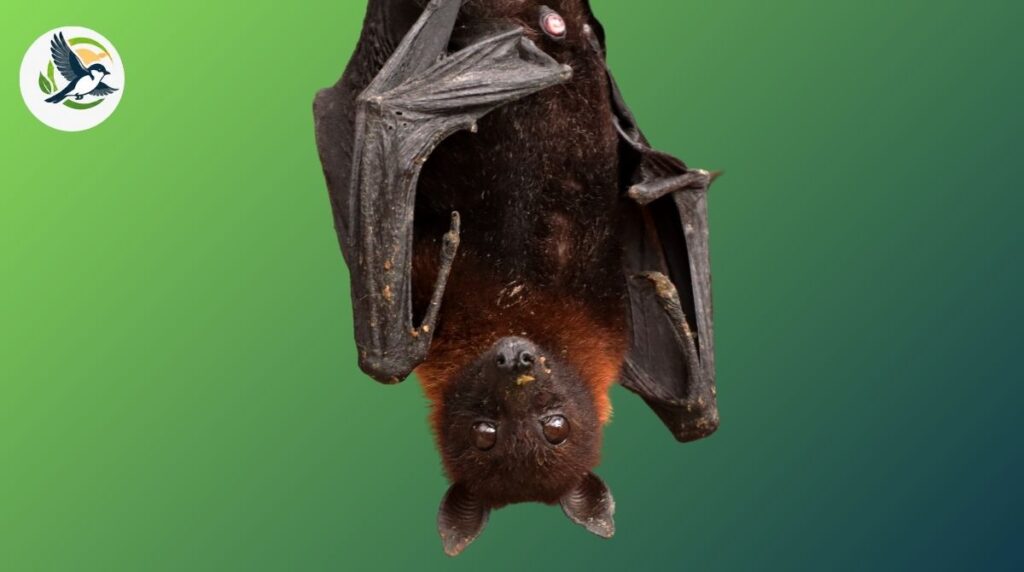 Kitti's hog-nosed bat