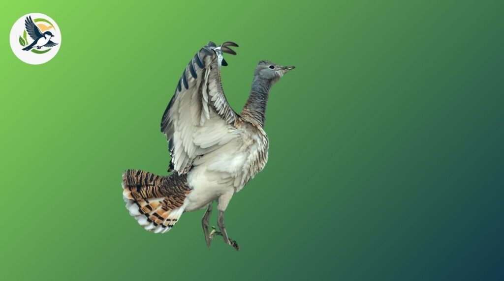 Kori Bustard
