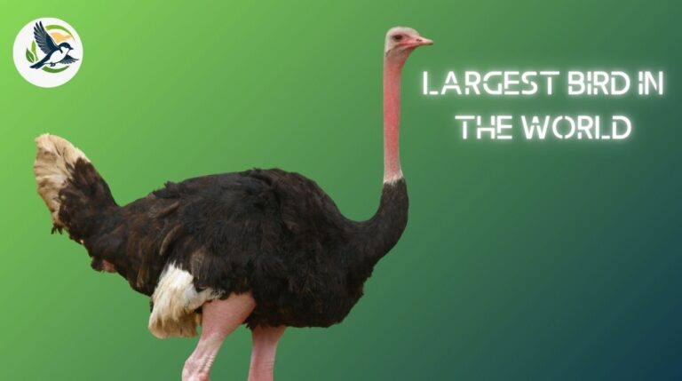 Largest Bird in the World