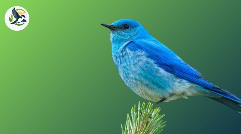 Mountain Bluebird