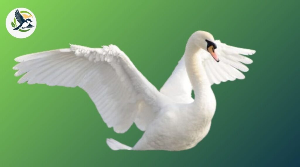 Mute swan