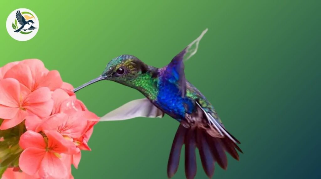 Female hummingbird