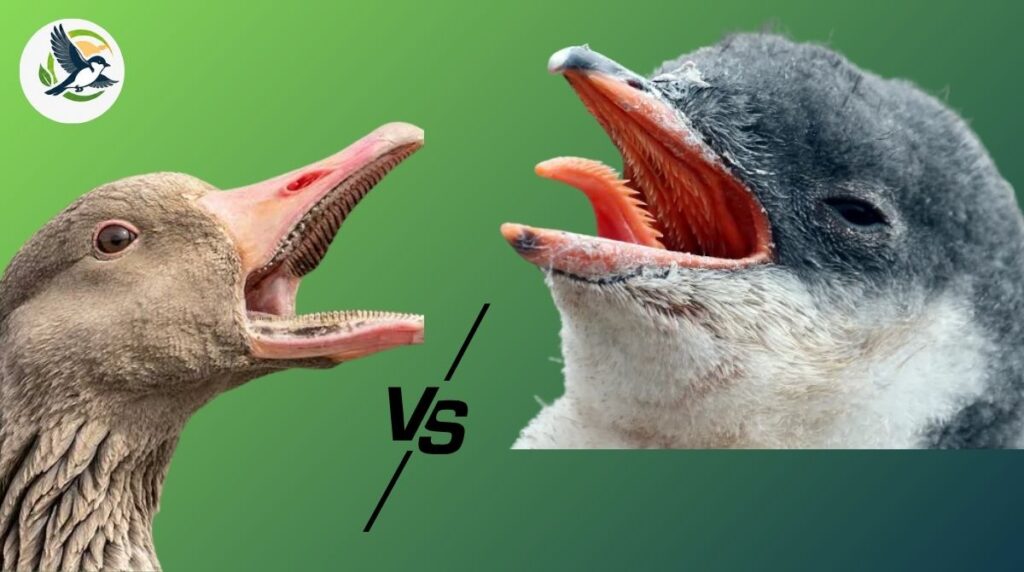 Penguin Anatomy vs. Birds With Tooth-Like Beaks