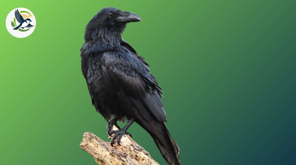 Raven