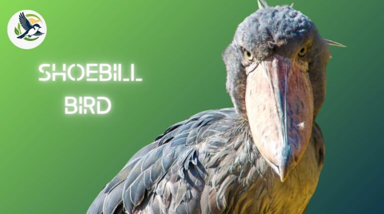 Shoebill Bird