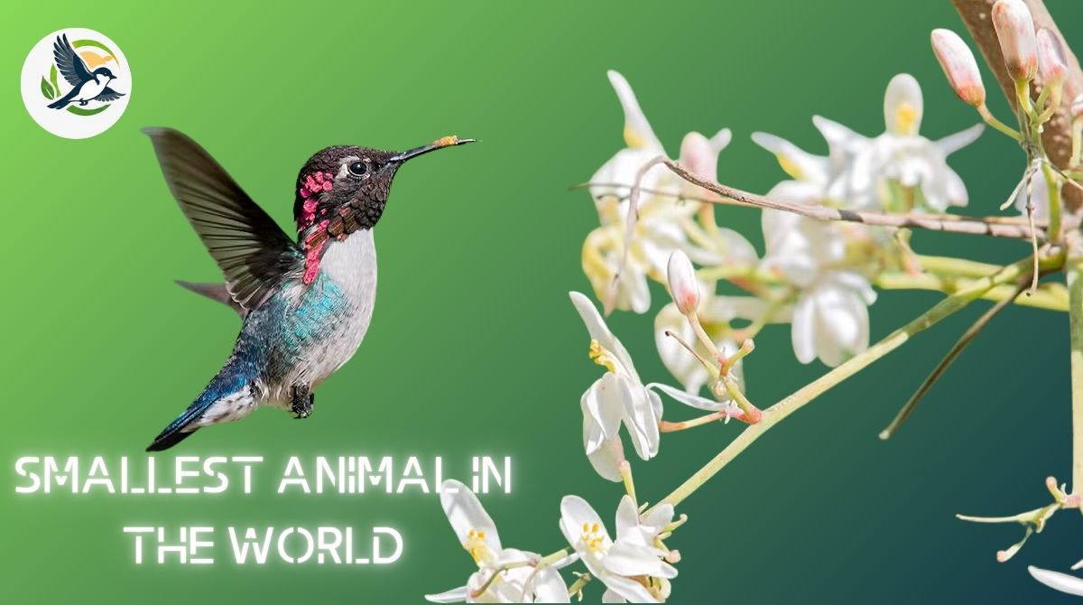 Smallest Animal in the World