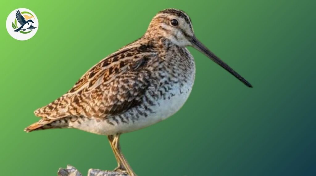 Snipe