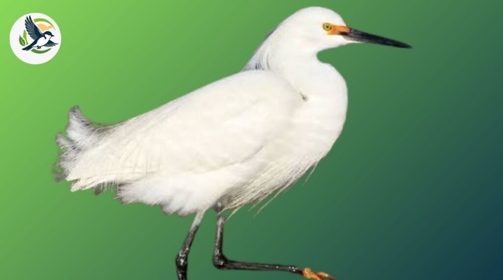 Snowy Egret