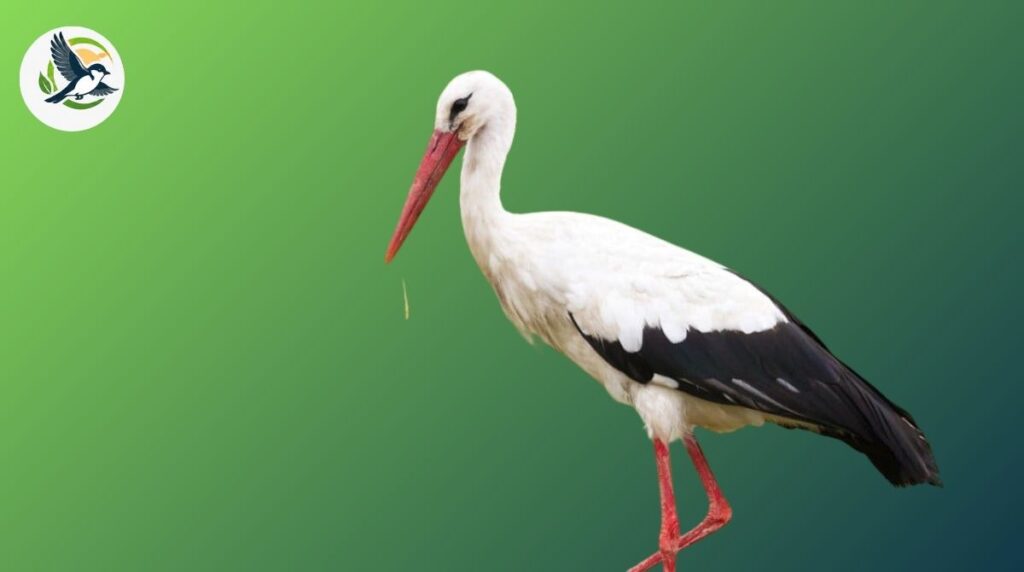 Stork