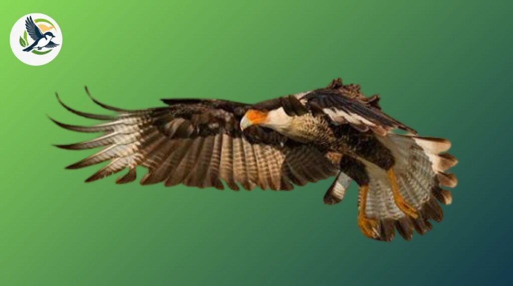 Top 15 Fascinating Crested Caracara Facts