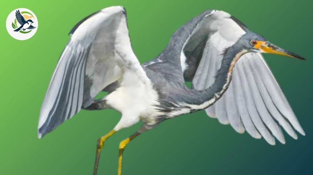 Tricolored Heron