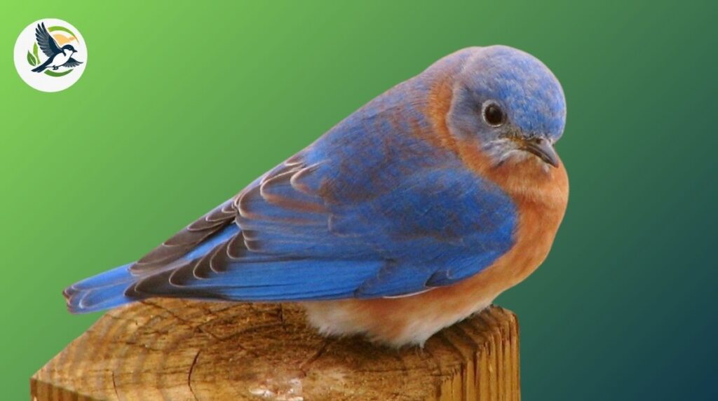 Western Bluebird
