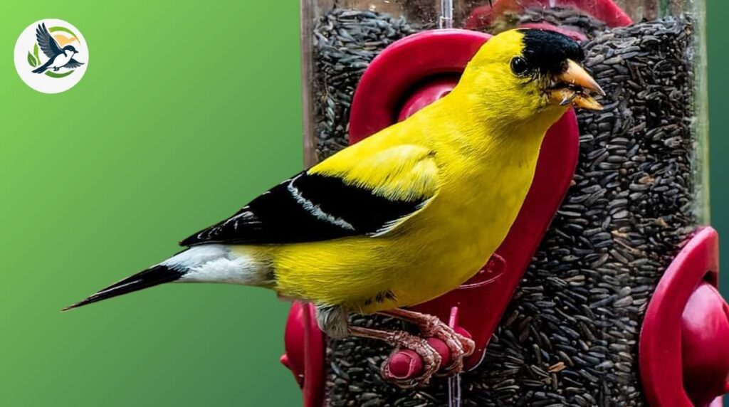 What Are Five-Letter Birds