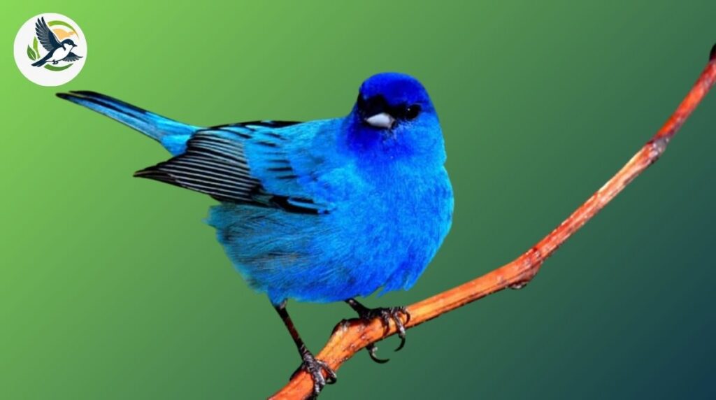 What Are the Most Interesting Birds That Start With I