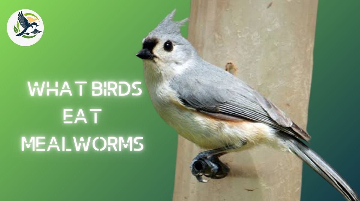What Birds Eat Mealworms