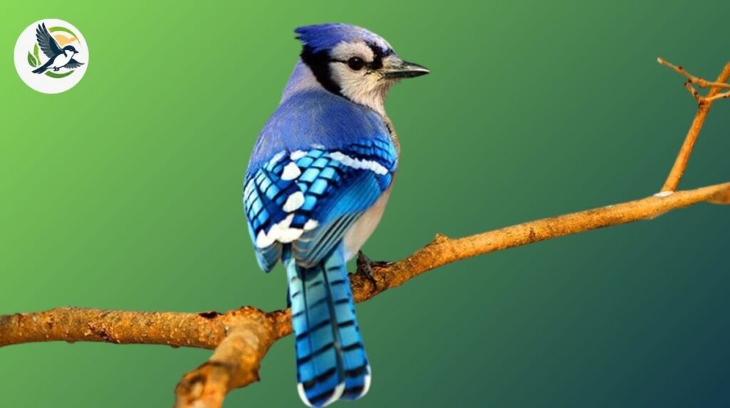 Blue jay