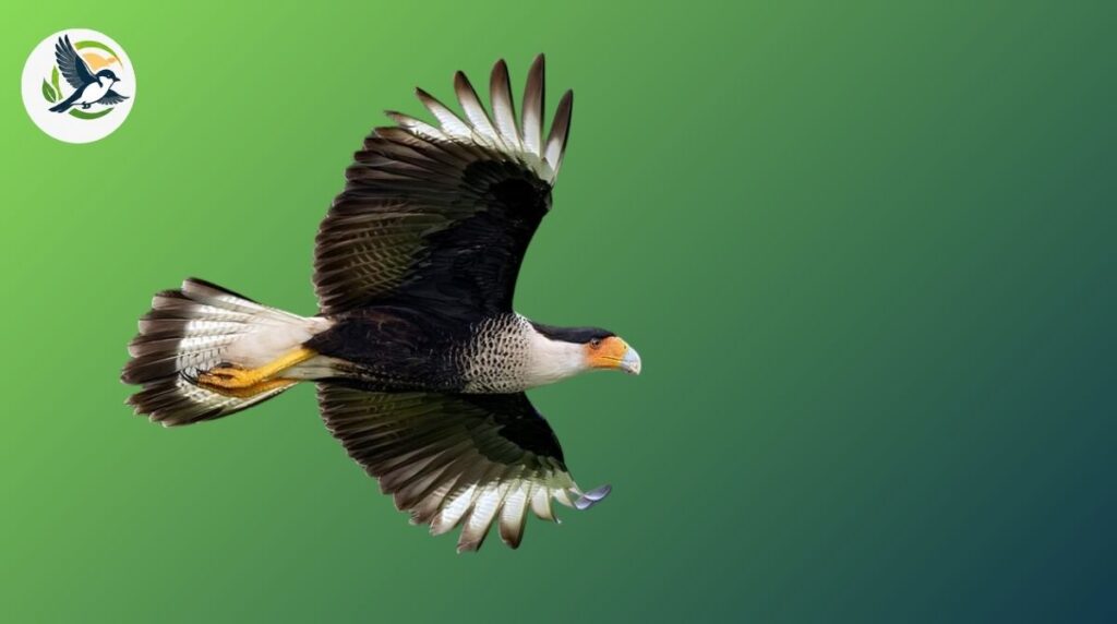 What Makes the Crested Caracara So Unique