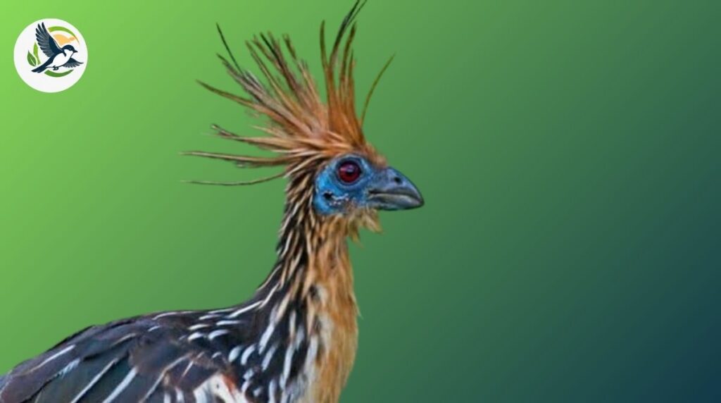 What Makes the Hoatzin Bird So Unique