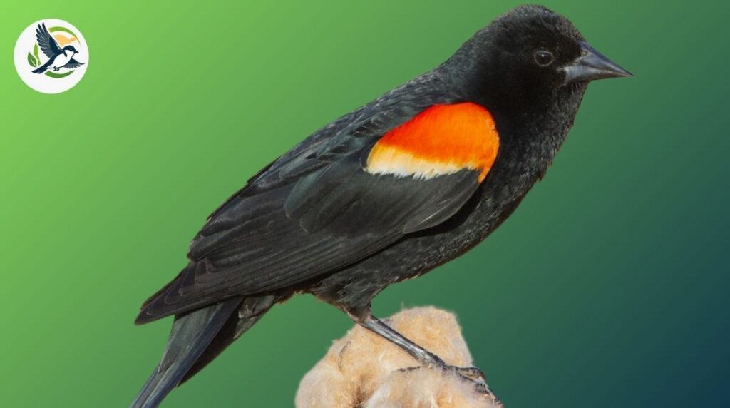 When Is the Best Time for Birdwatching in Wisconsin
