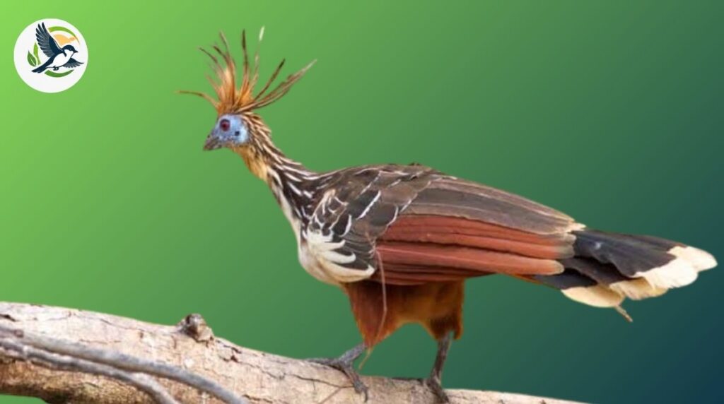Where Does the Hoatzin Bird Live