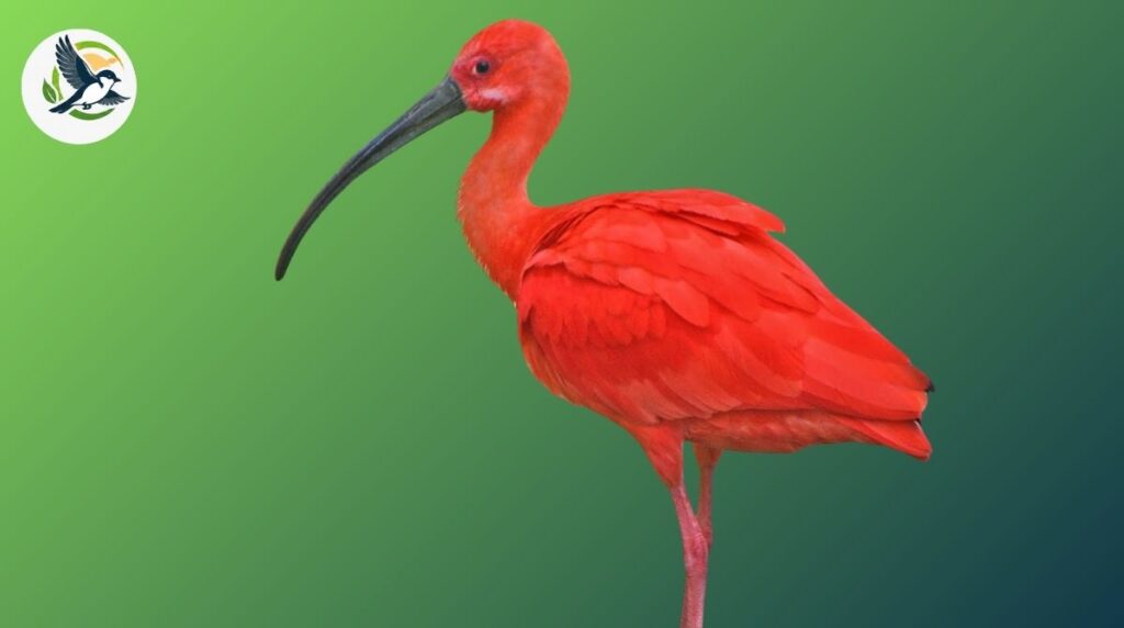 White Ibis