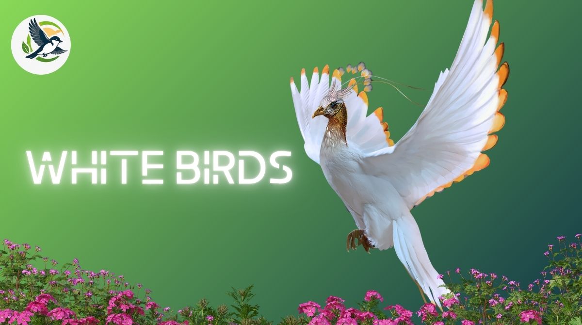 White birds