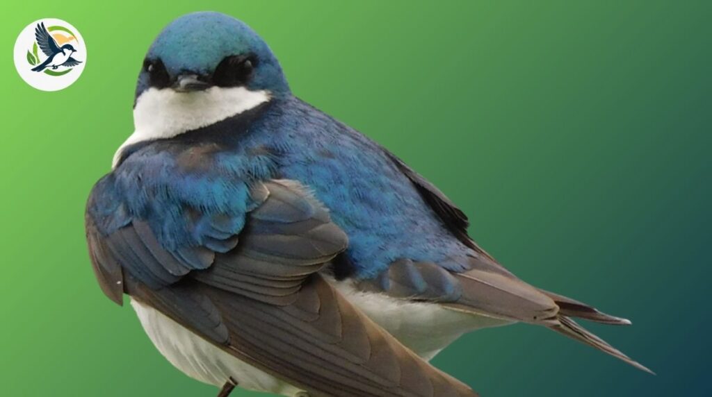 Why Are Some Birds So Heavy