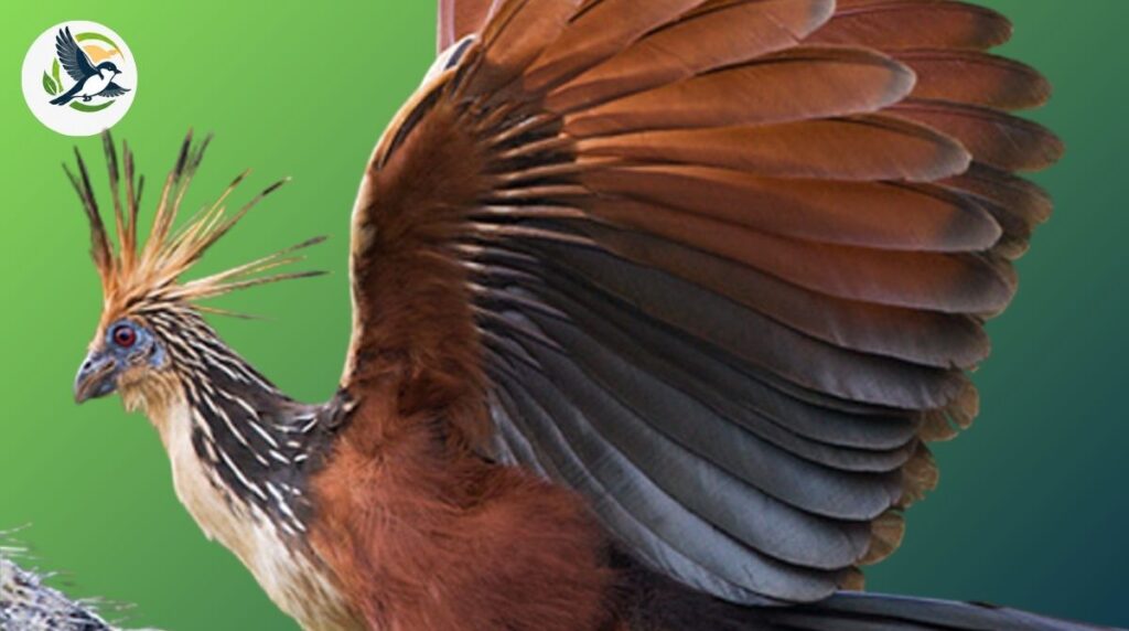Why Is the Hoatzin Bird Important to Scientists