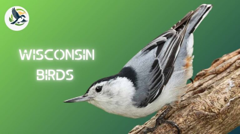 Wisconsin Birds