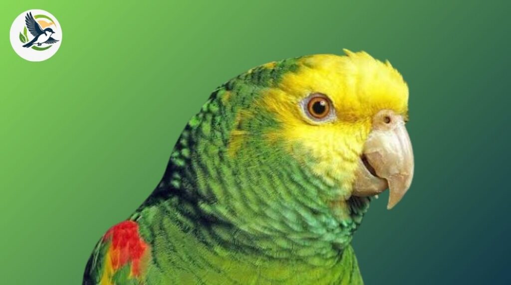 amazon parrot