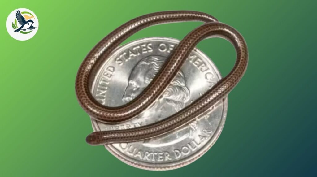 barbados threadsnake