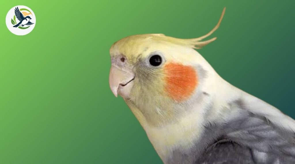 cockatiel