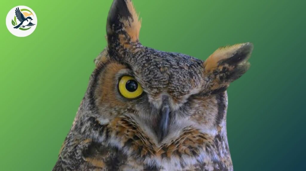Great Horned Owl