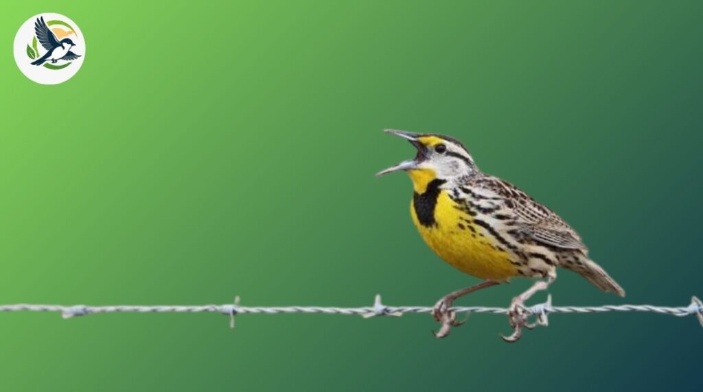 eastern meadowlark