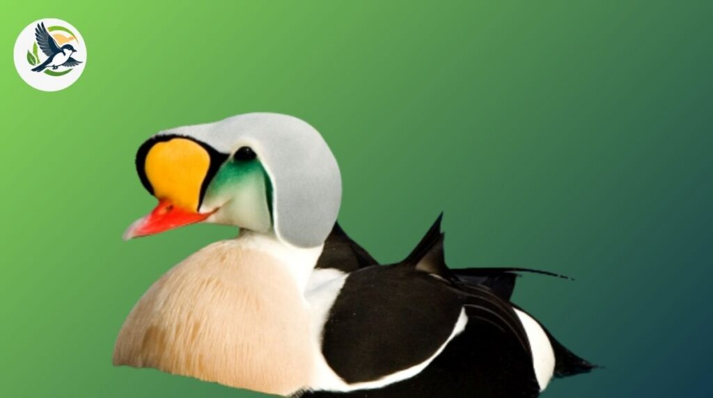 eider