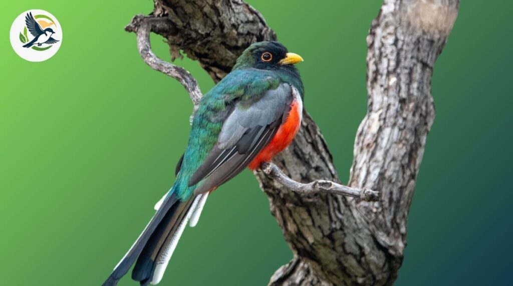elegant trogon