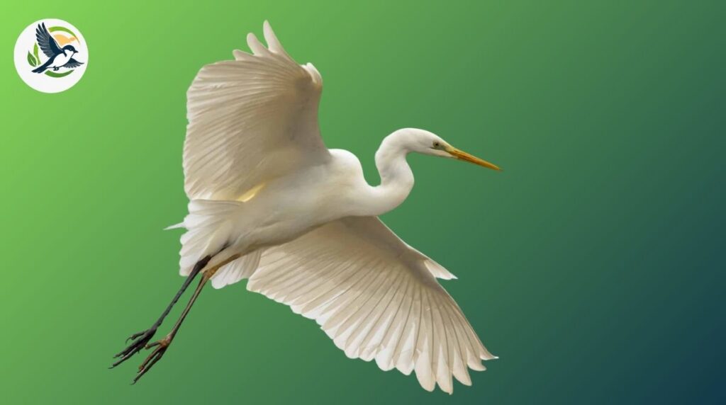 great egret