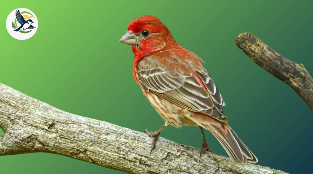 house finch