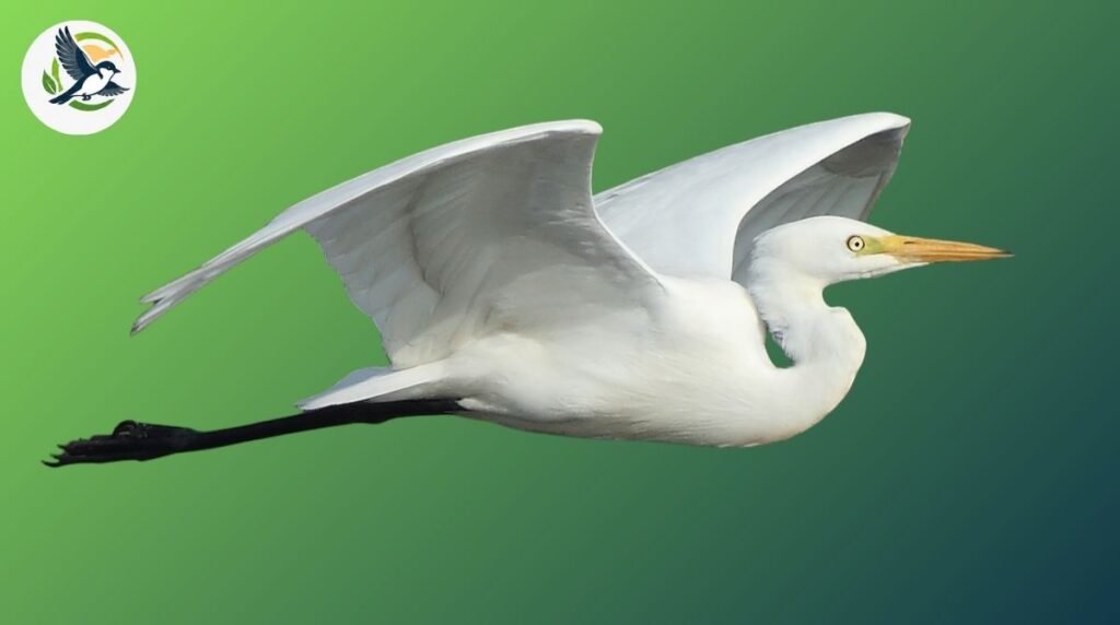 intermediate egret
