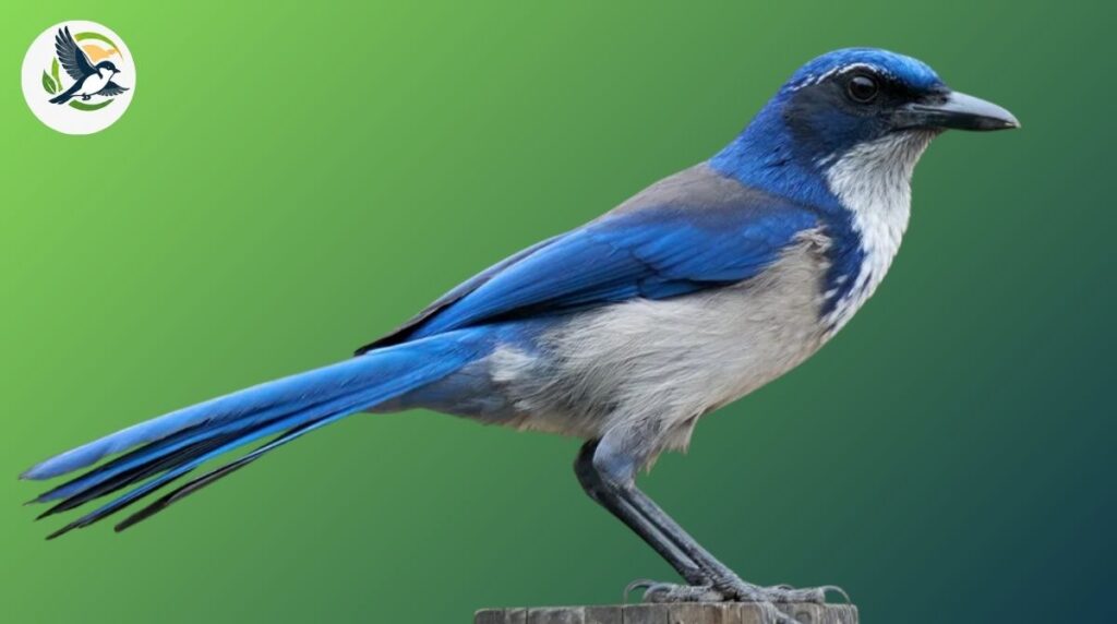 island scrub-jay